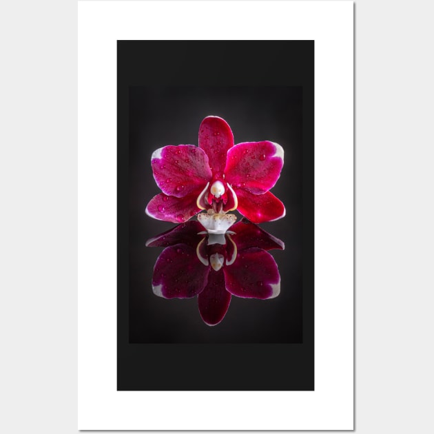 Pink Orchid Reflection with Raindrops Wall Art by TonyNorth